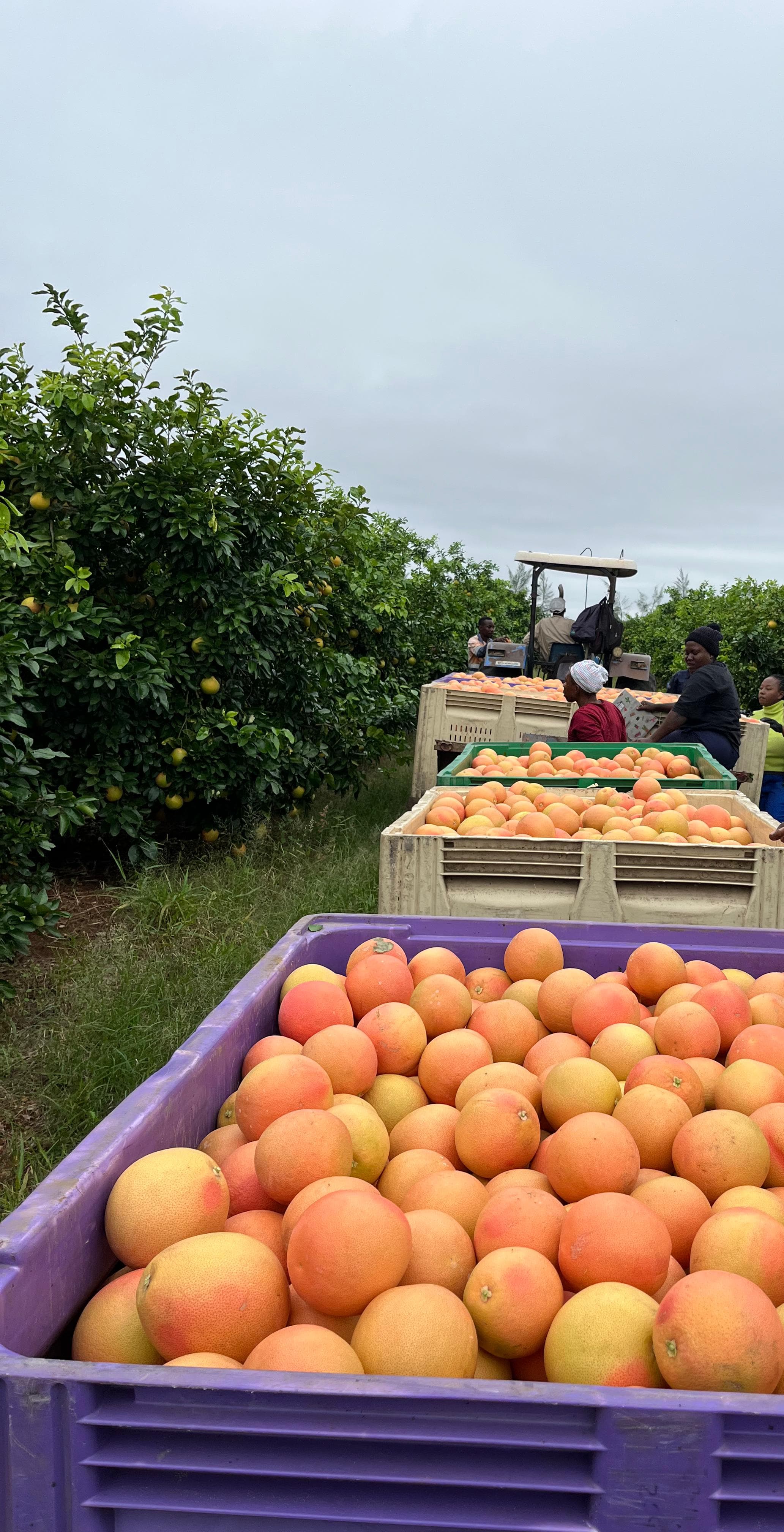 Harvest crates filled with fresh produce