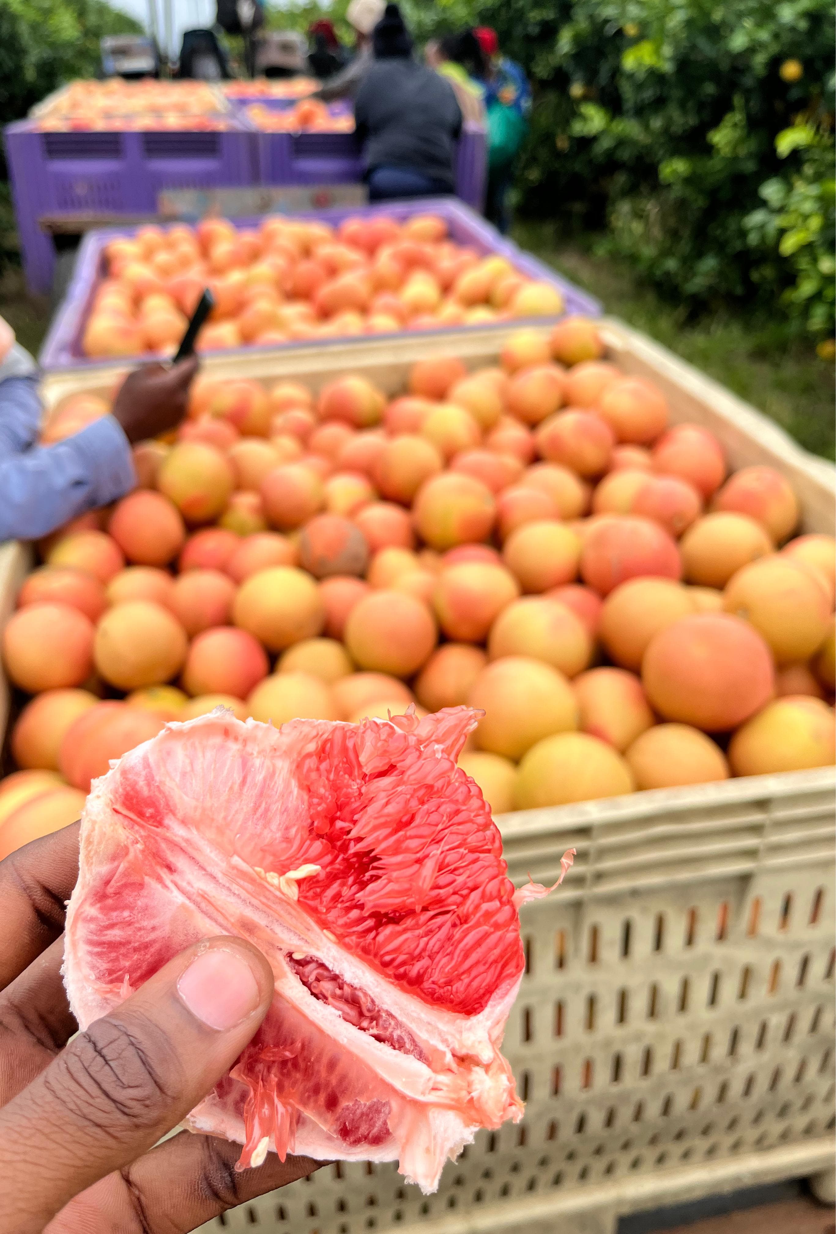 Fresh fruit packed in field crates