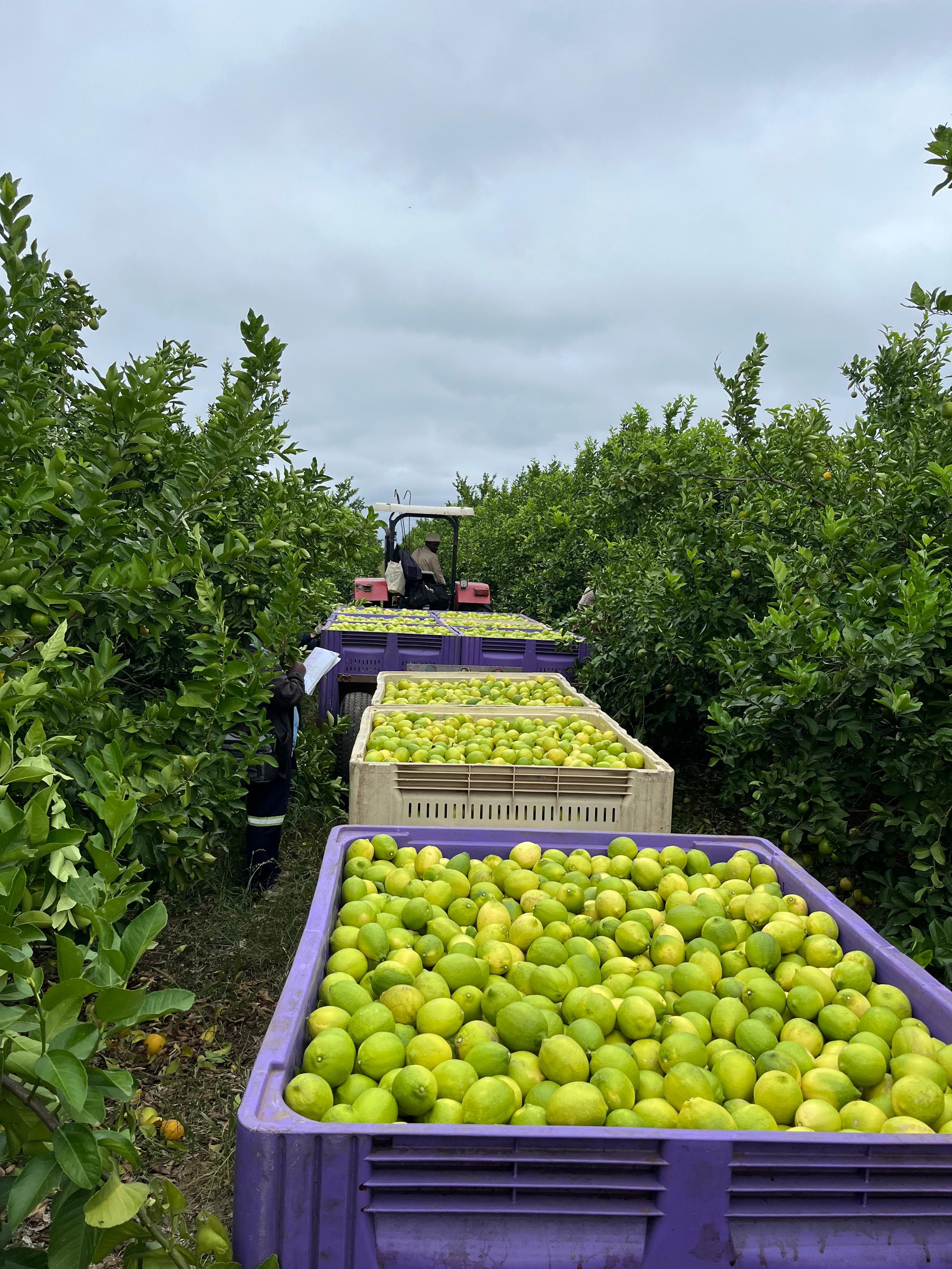 Harvested produce transported through an orchard