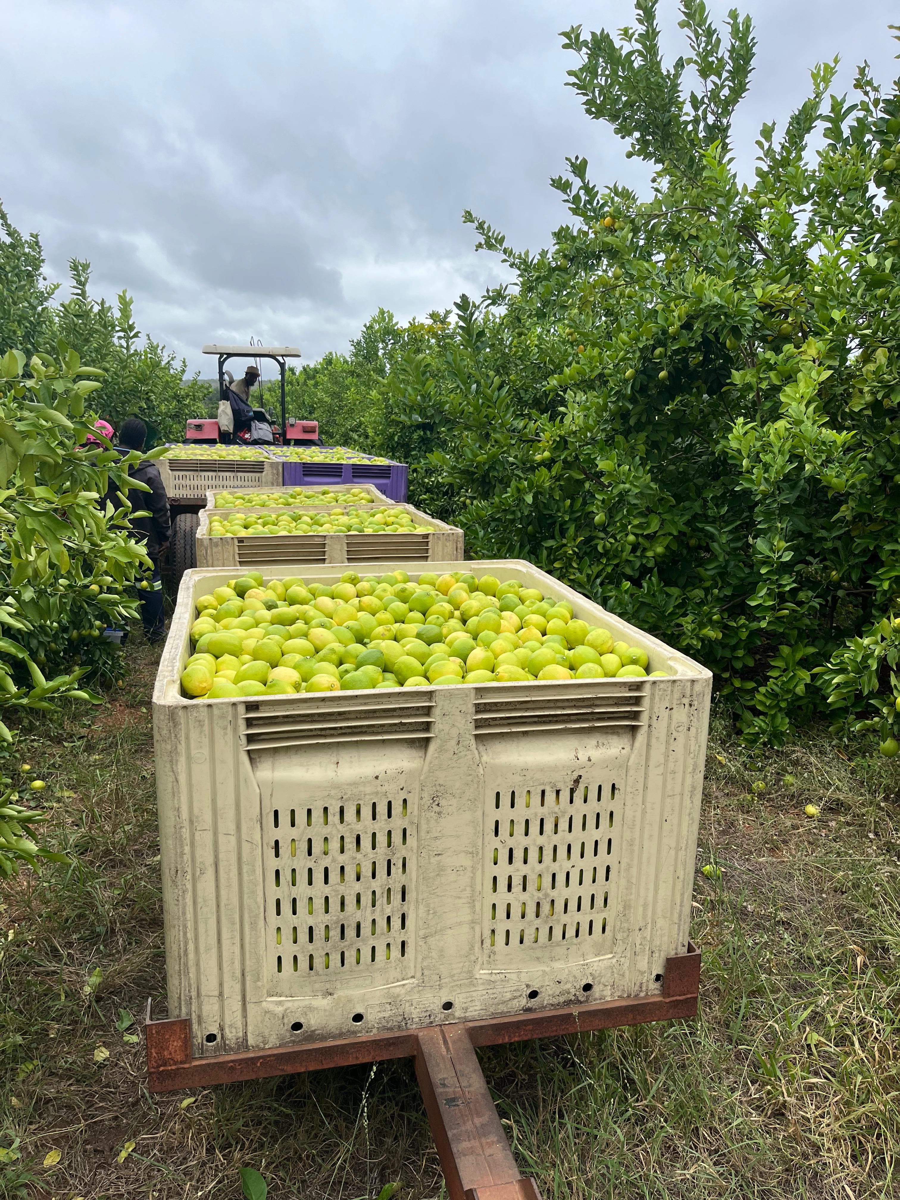 Produce crates moving through the farm rows