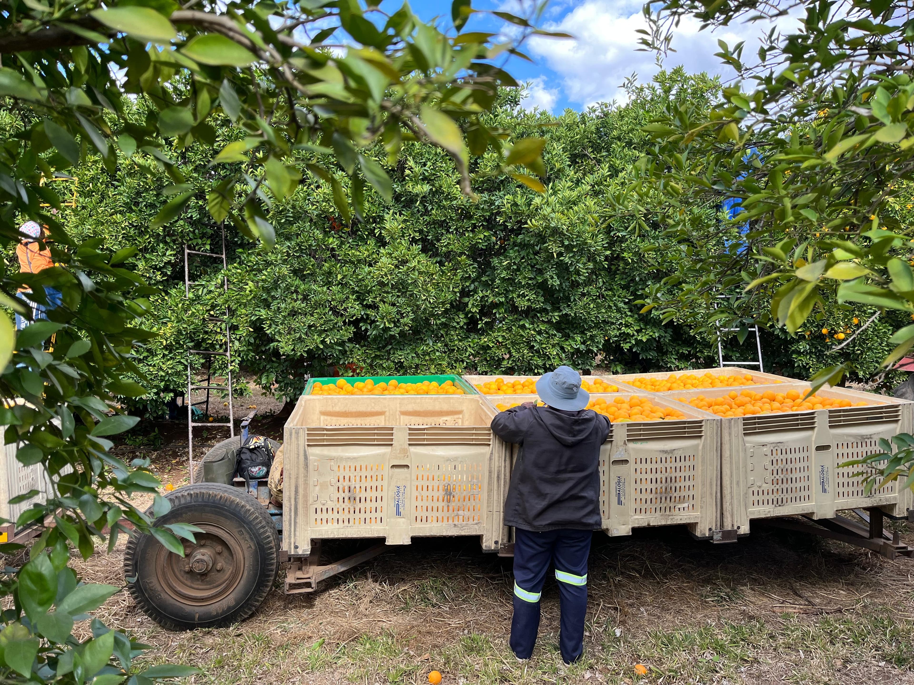 Harvest trailer in an orchard